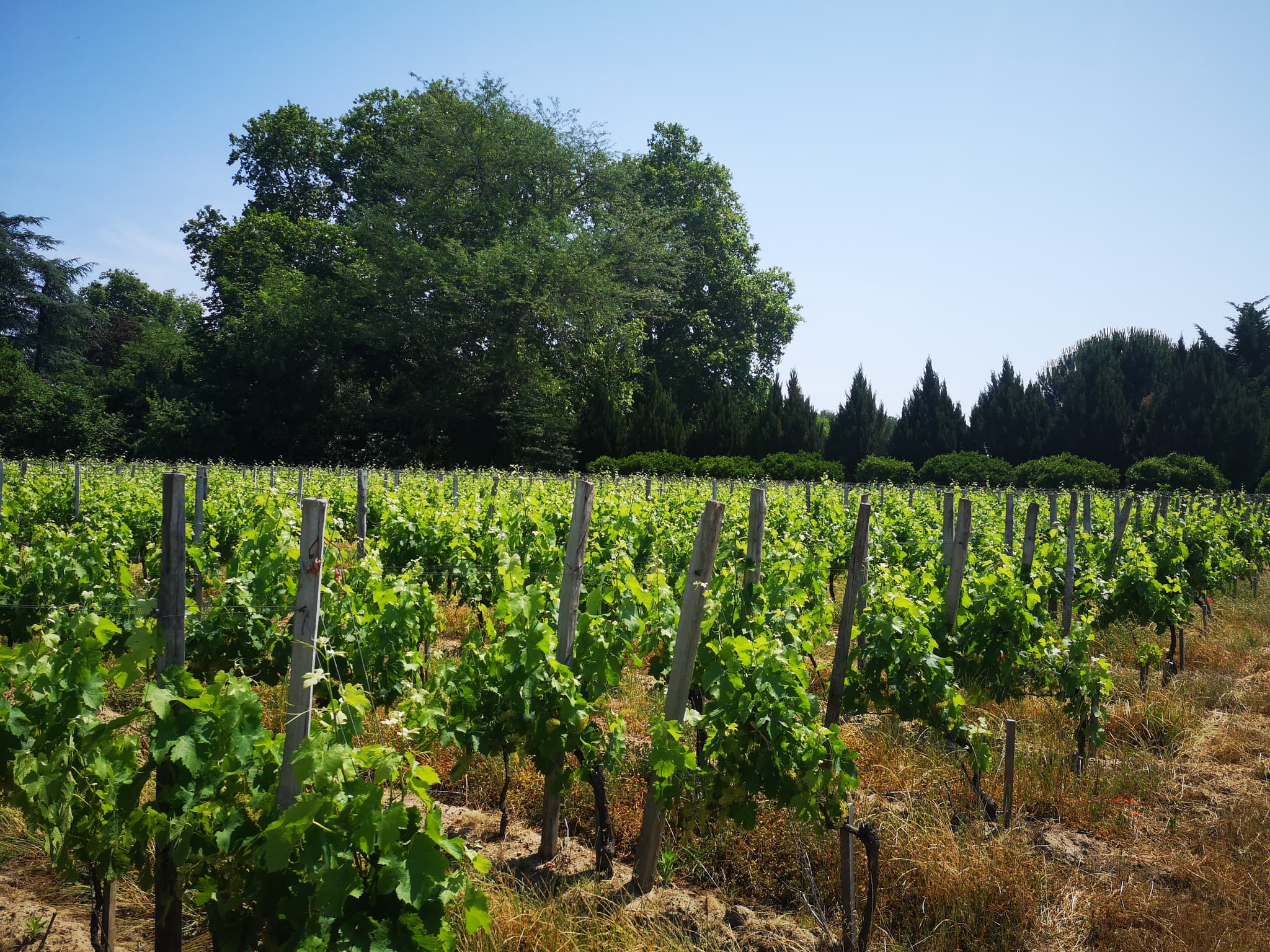 Bellevue Vineyard Saint Emilion