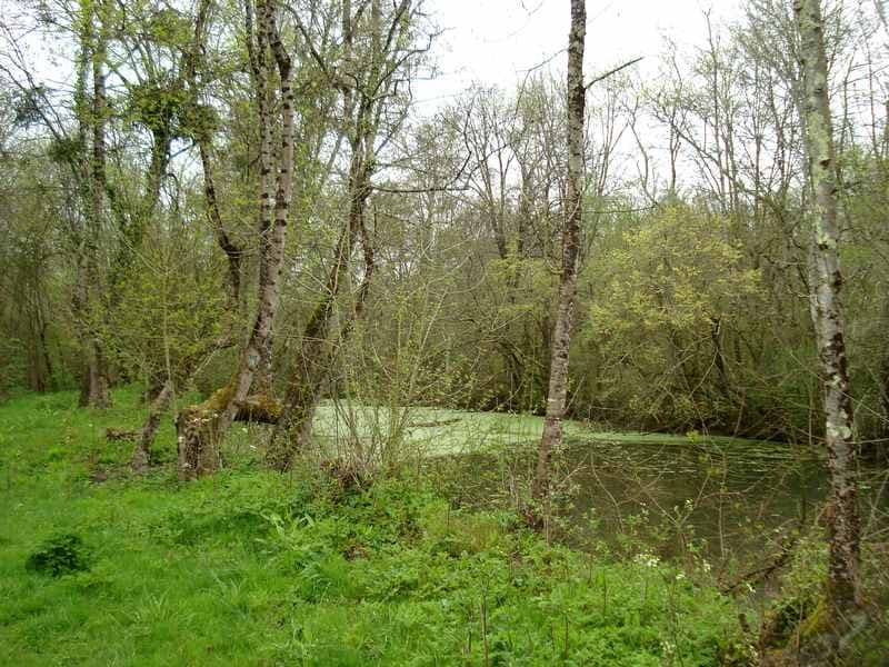 Berges boisées et verdoyantes