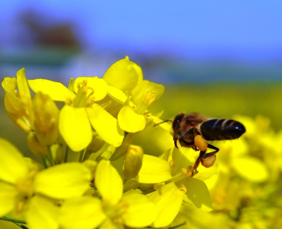 Birountarère - abeille butinant le colza