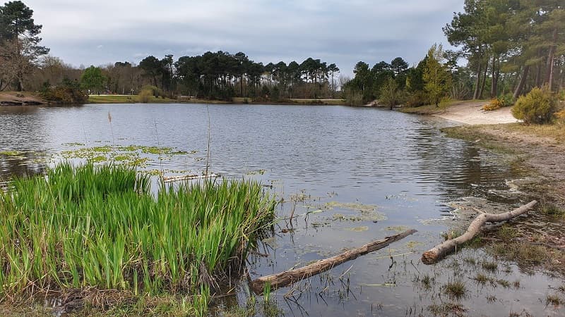 Bois du Peugue 3
