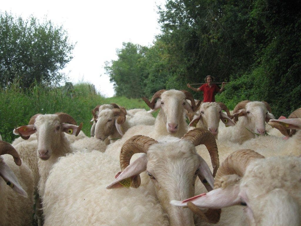 Brebis d'Isabelle Cazaubon