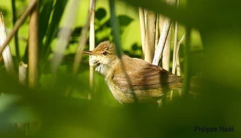 C'est au printemps qu'on écoutera chanter la rousserolle effarvatte