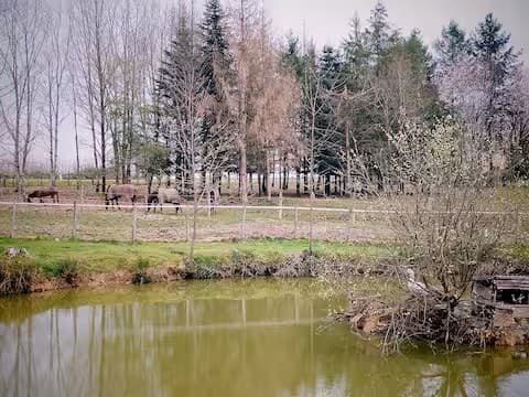 CHEVAUX