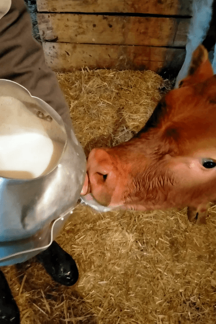 Tétée des veau à la ferme