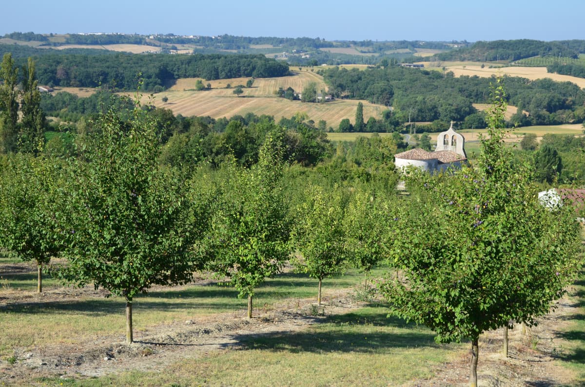 Castelnaud-de-Gratecambe_Bastide