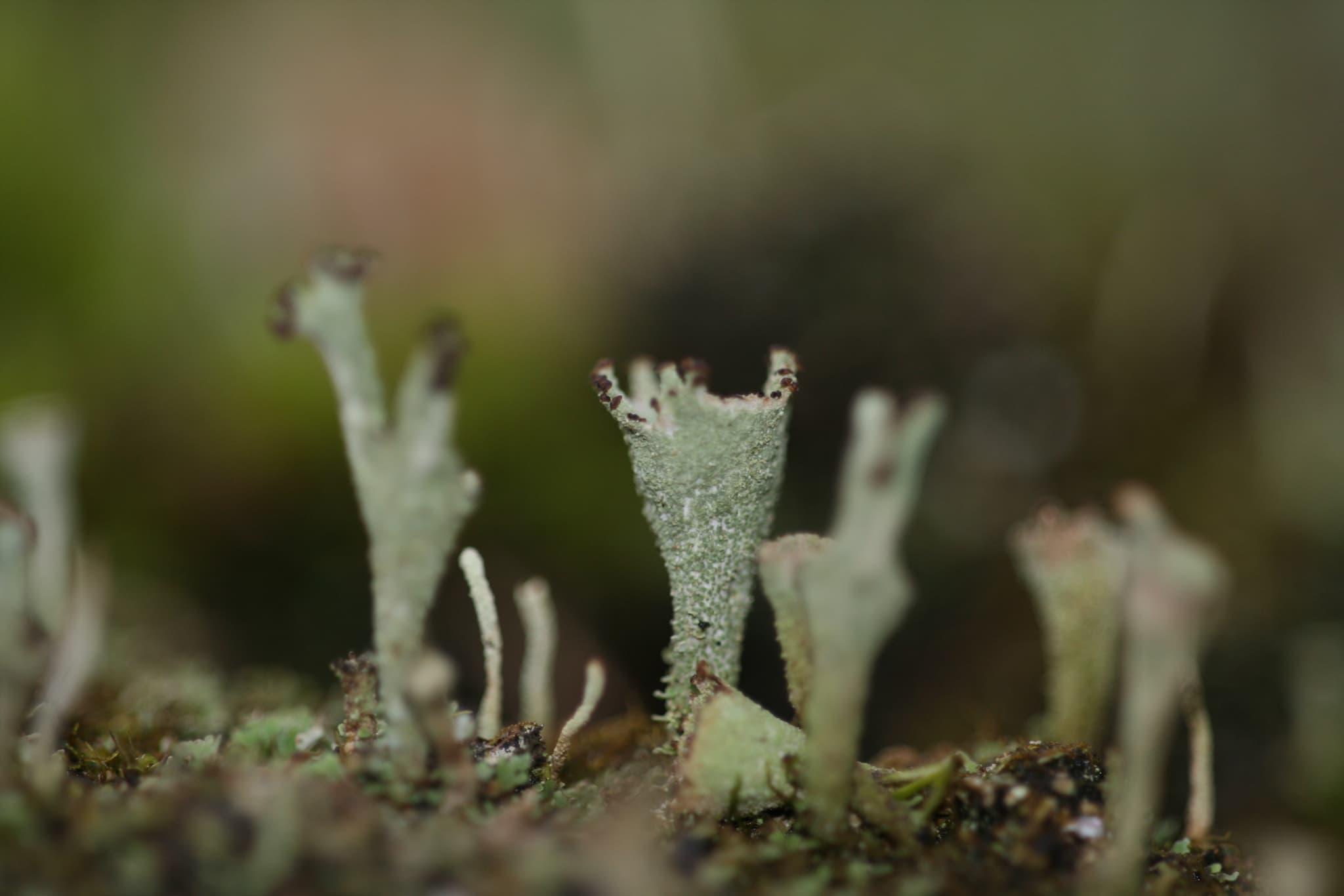 Champignon
