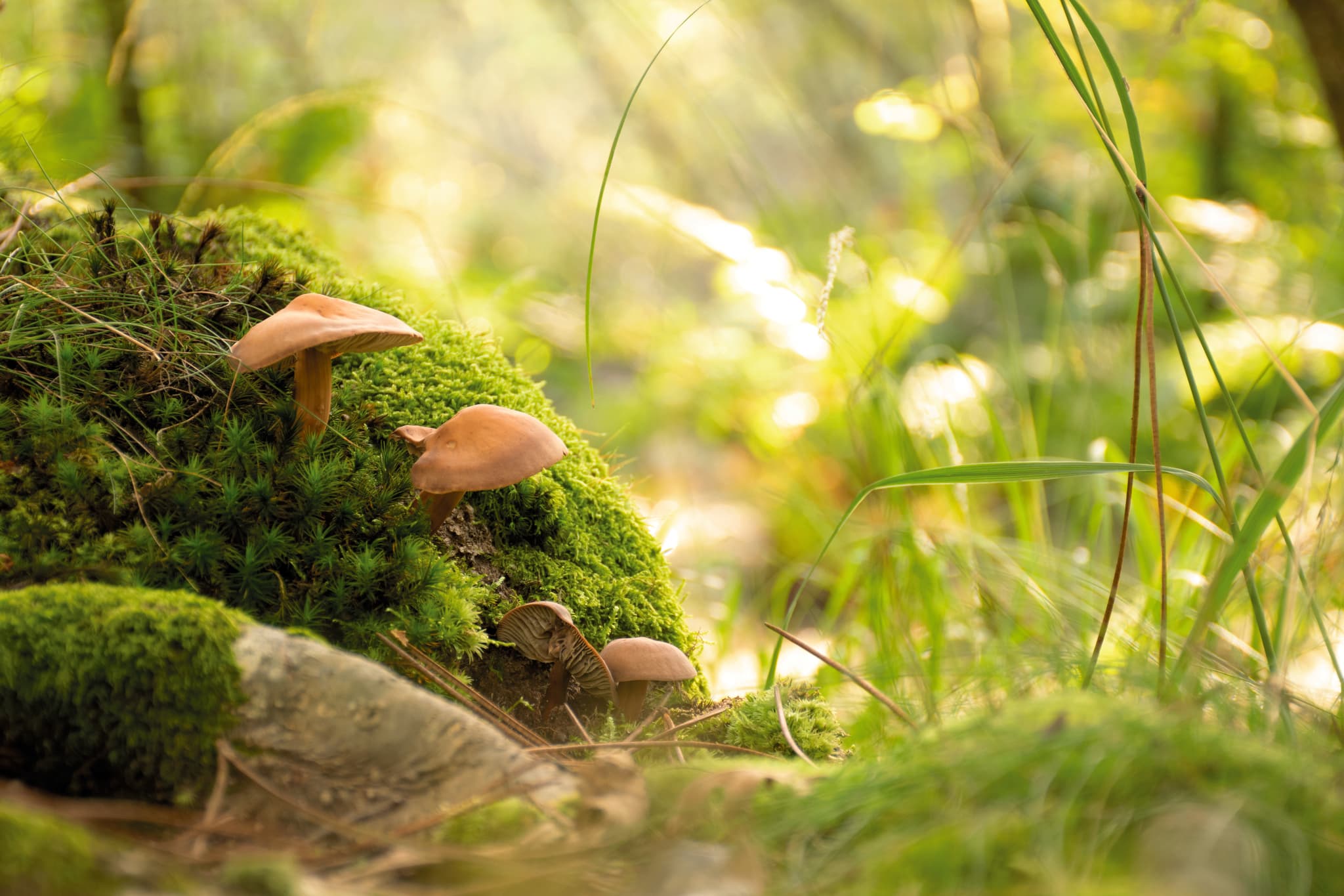 Champignons en forêt