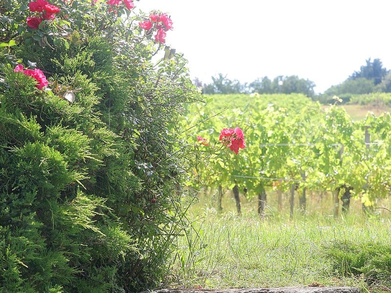 Château Saincrit