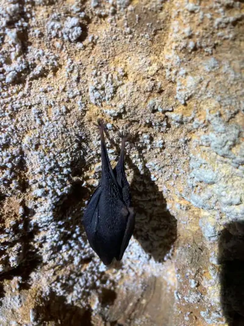 Chauve--souris3