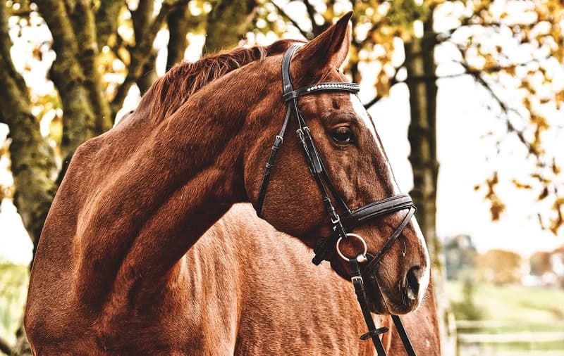 Cheval