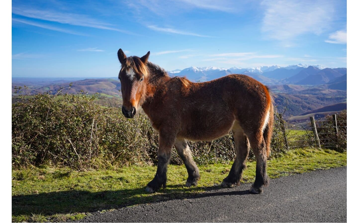 Cheval sur la route