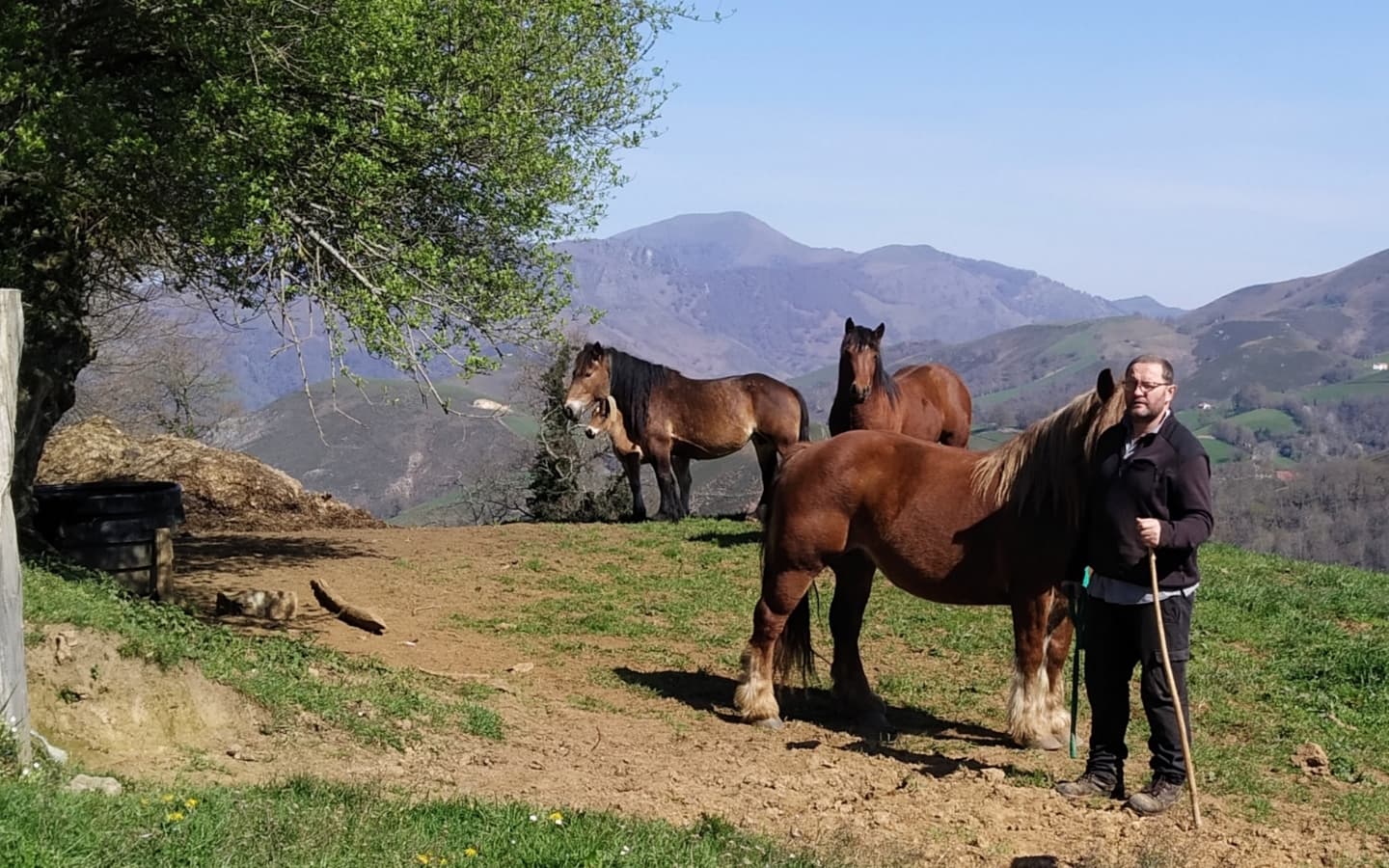 Chevaux Burubeltx
