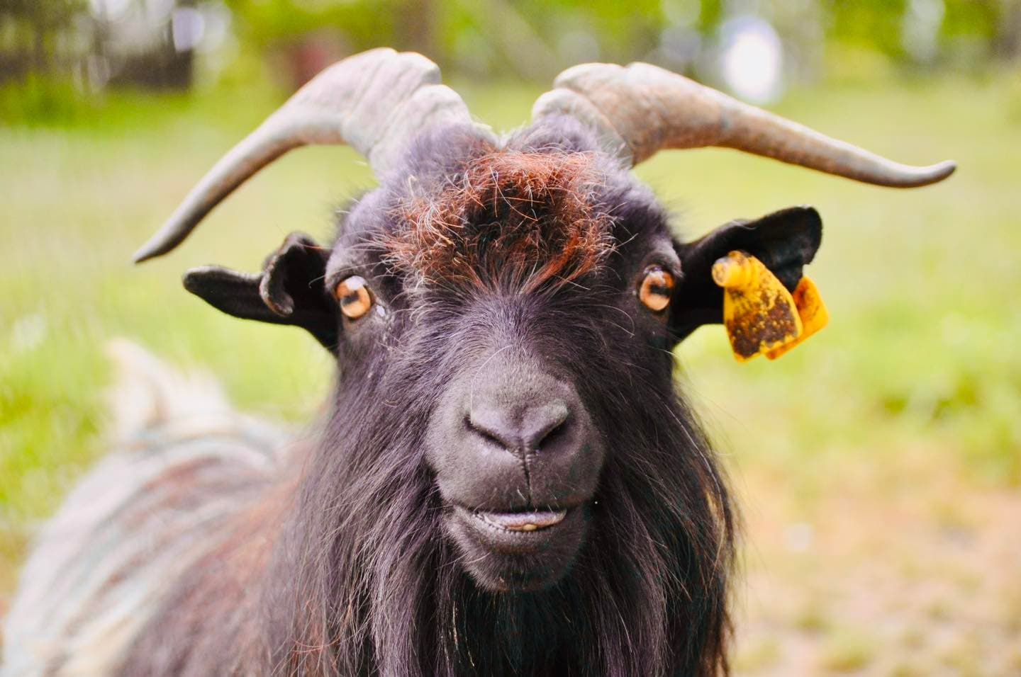 Chevre touron