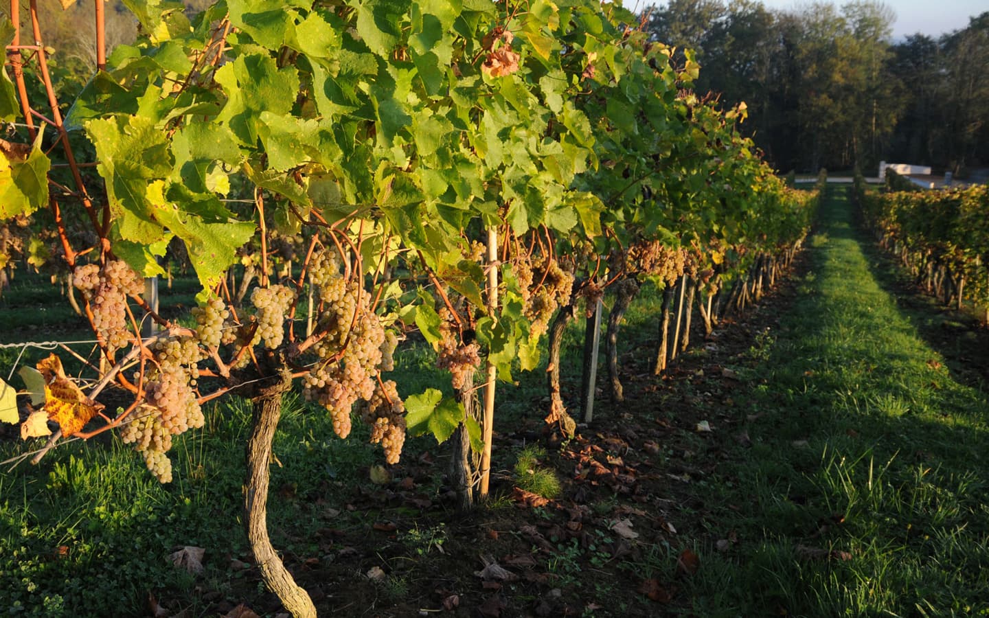 Domaine du Cinquau - Artiguelouve - les vignes 3
