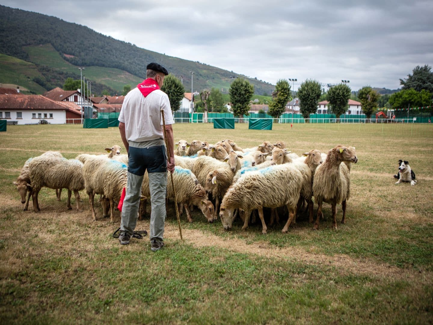 Concours chiens bergers-Baigorri©Pierre Carton