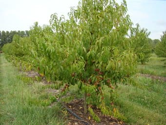 Conservatoire-Vegetal-Regional-d-Aquitaine---Pechersjpg