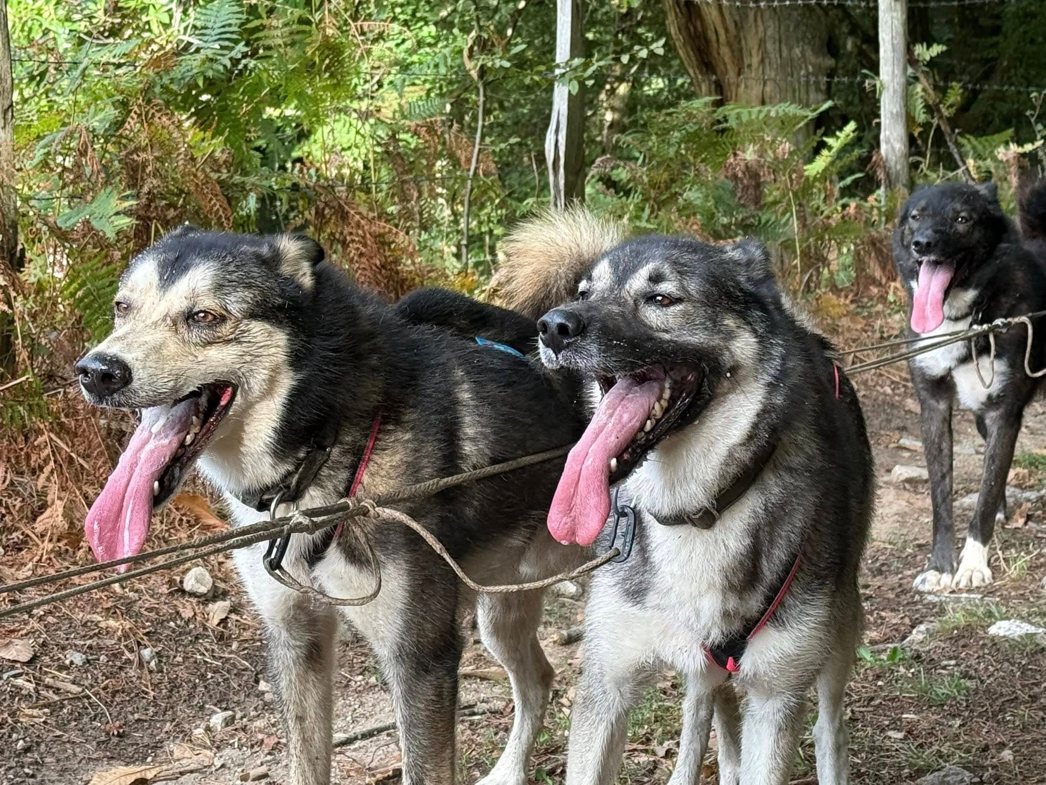 Cornil chien