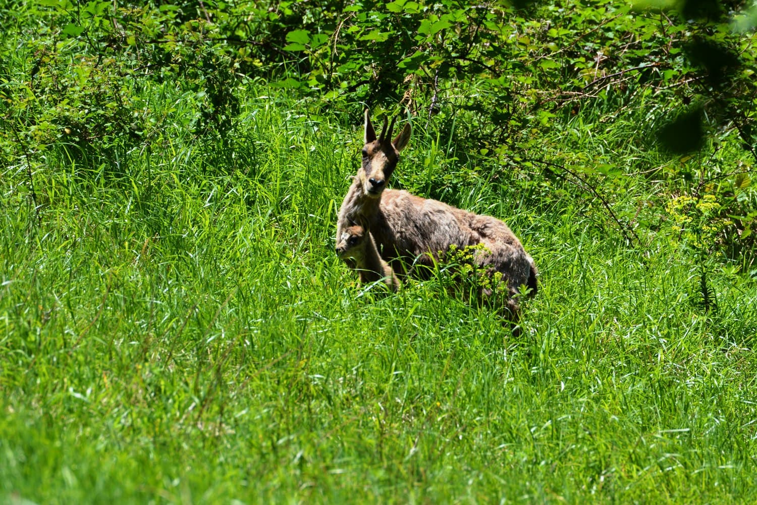 Association Parc'Ours