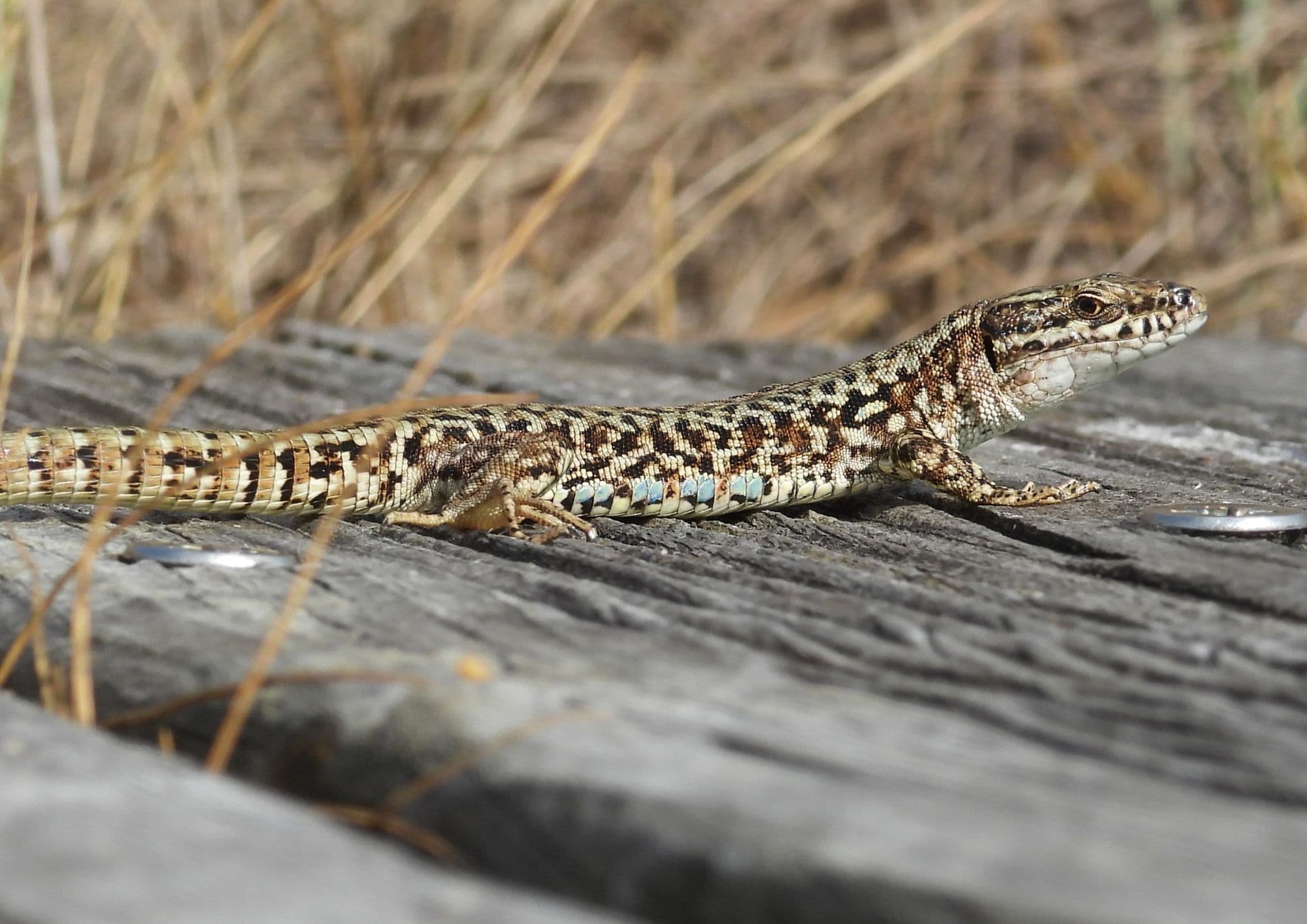 Dans la peau d’un reptile