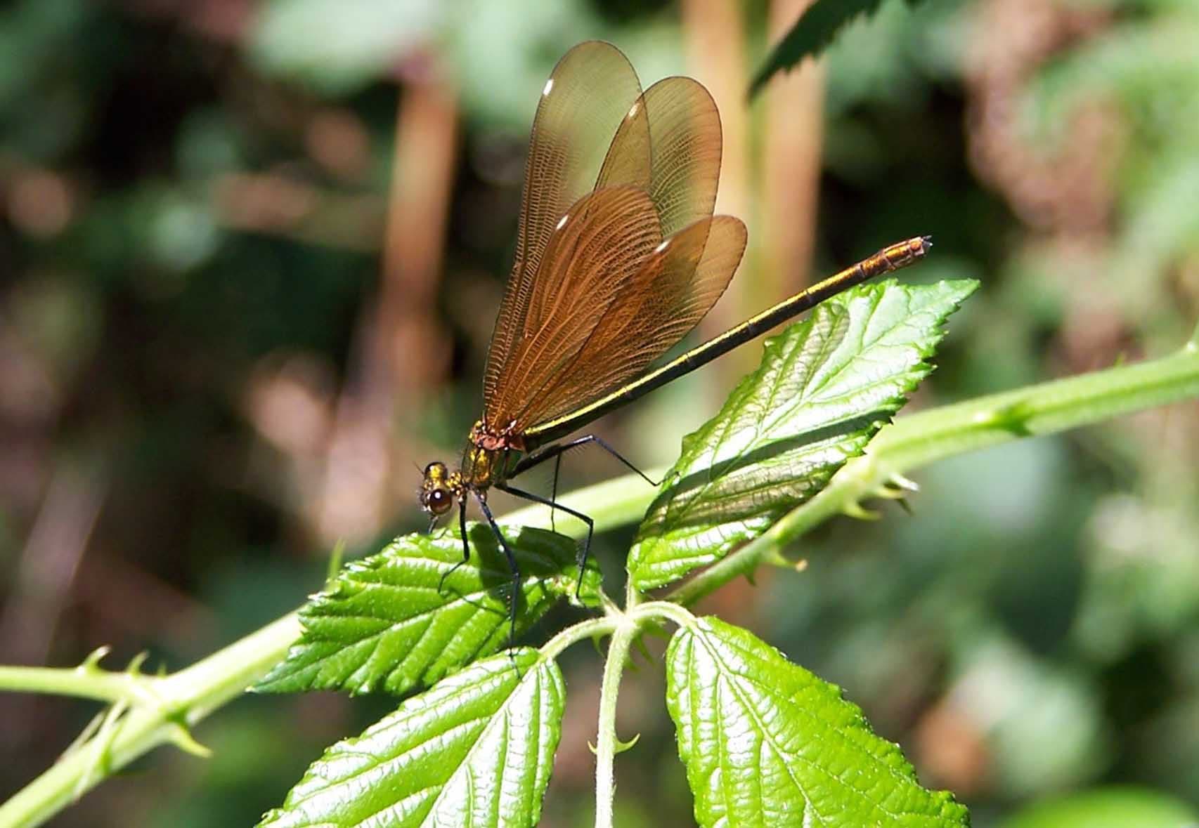 Demoiselle ruisseau de Combejean_1