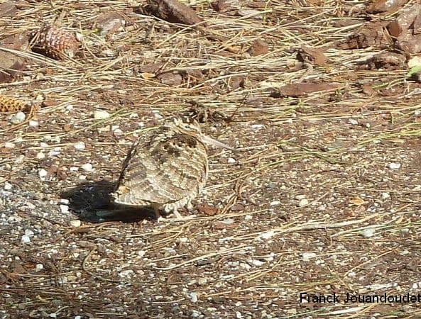 Discrète, la bécasse des bois s'observe le mieux aux crépuscules de printemps