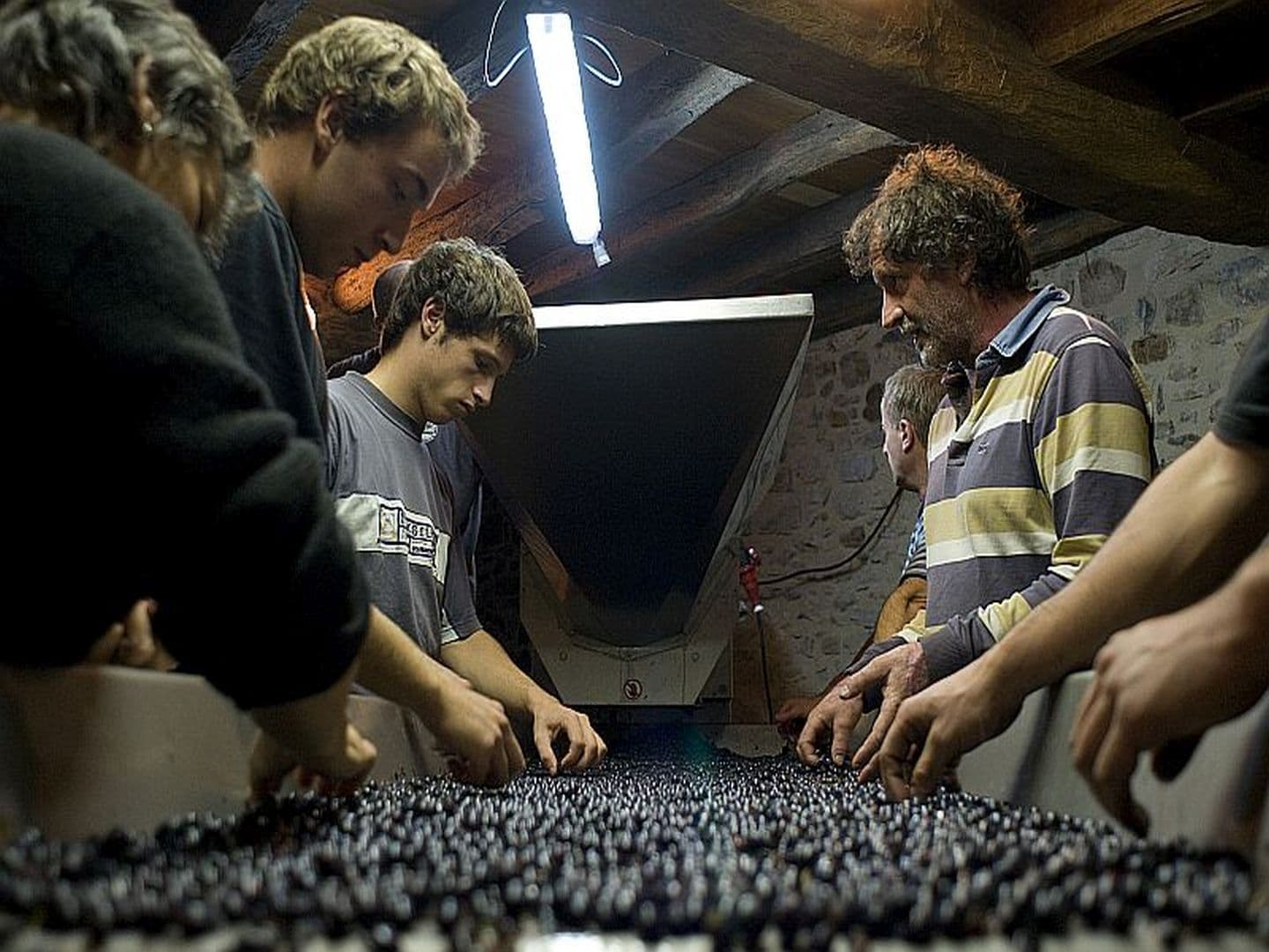 Domaine Ameztia - tri raisin - Saint Etienne de Baïgorry