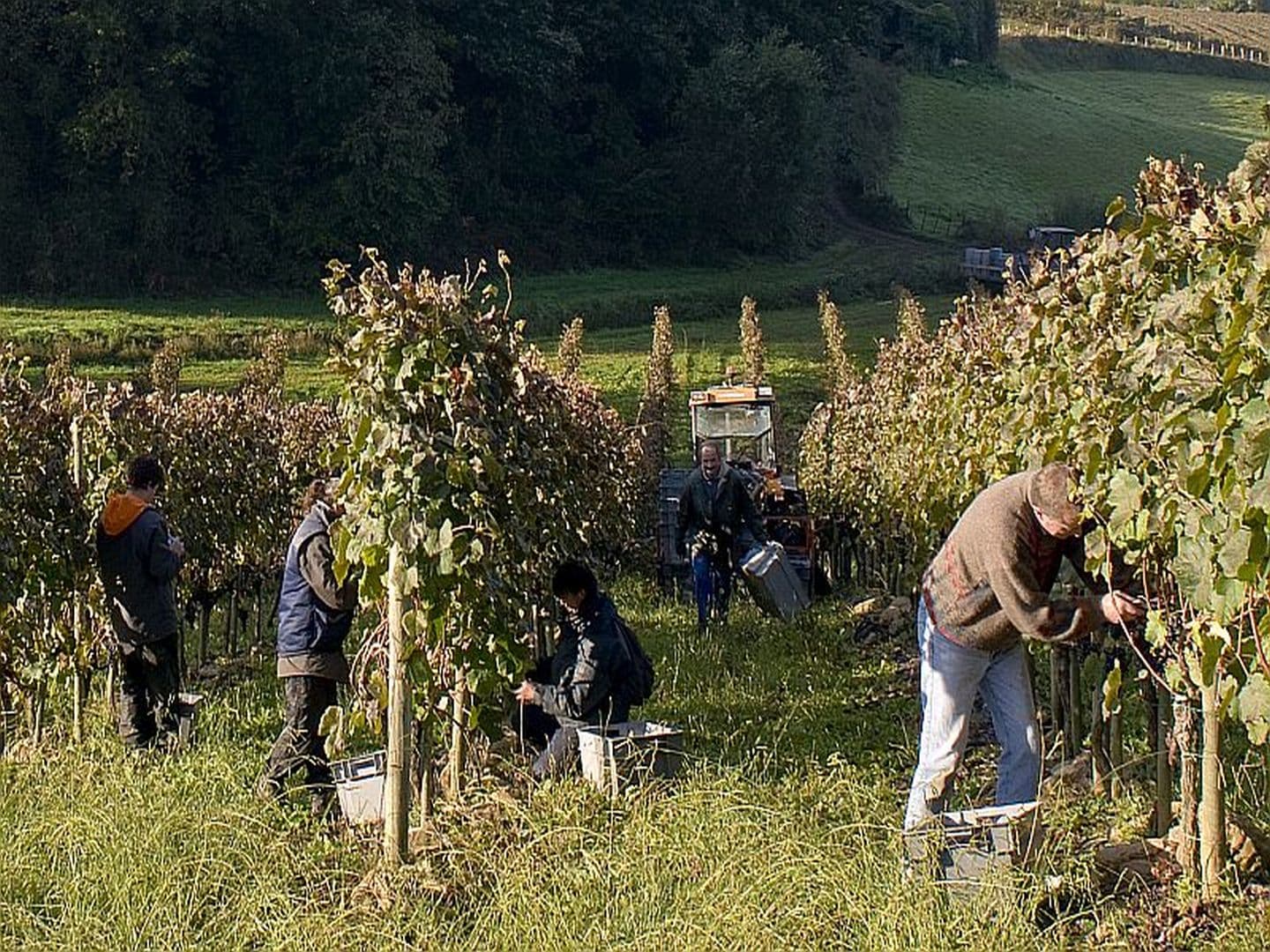 Domaine Ameztia - vendanges - Saint Etienne de Baïgorry
