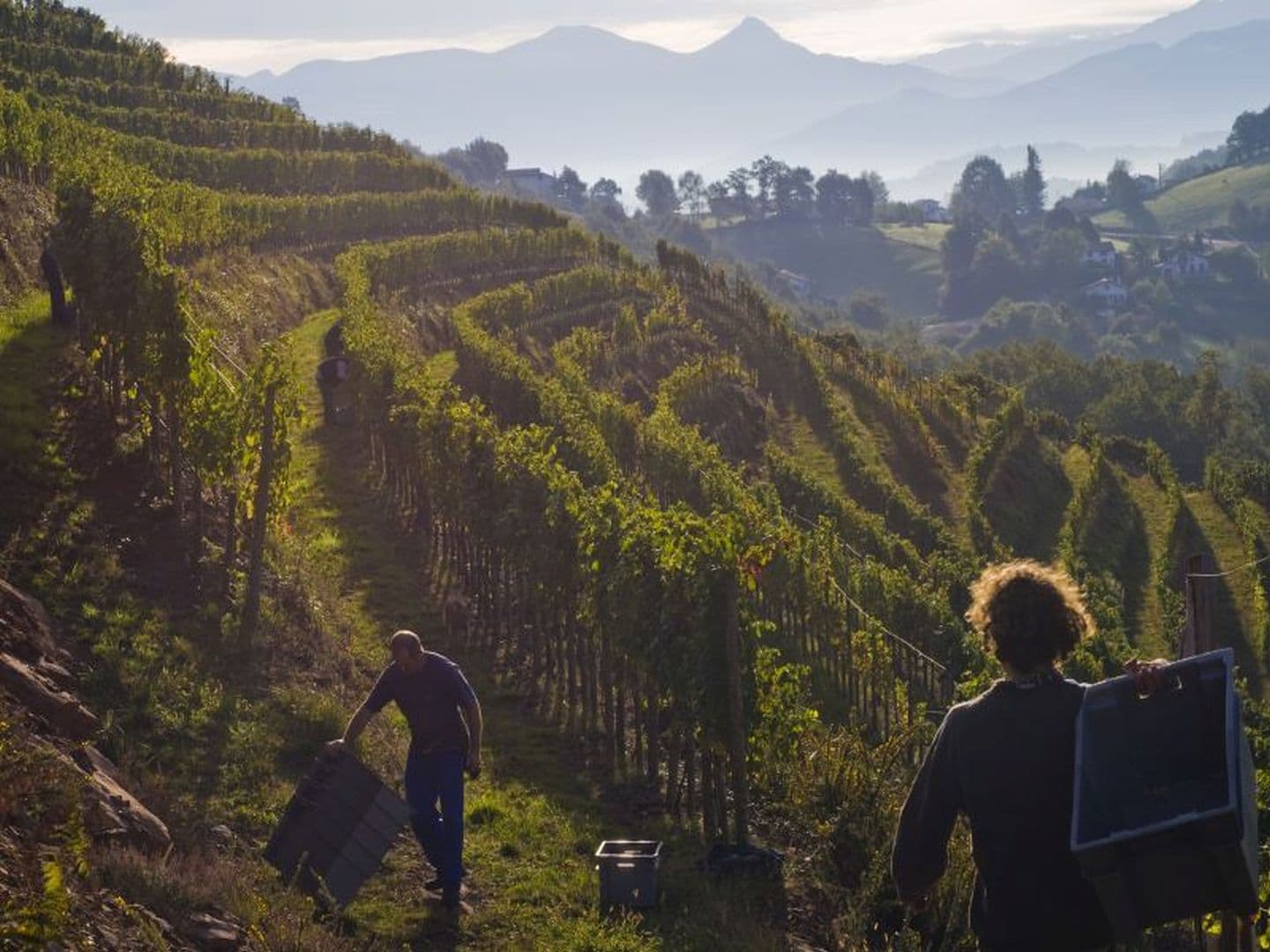 Domaine Ameztia - vendanges 1 - Saint Etienne de Baïgorry
