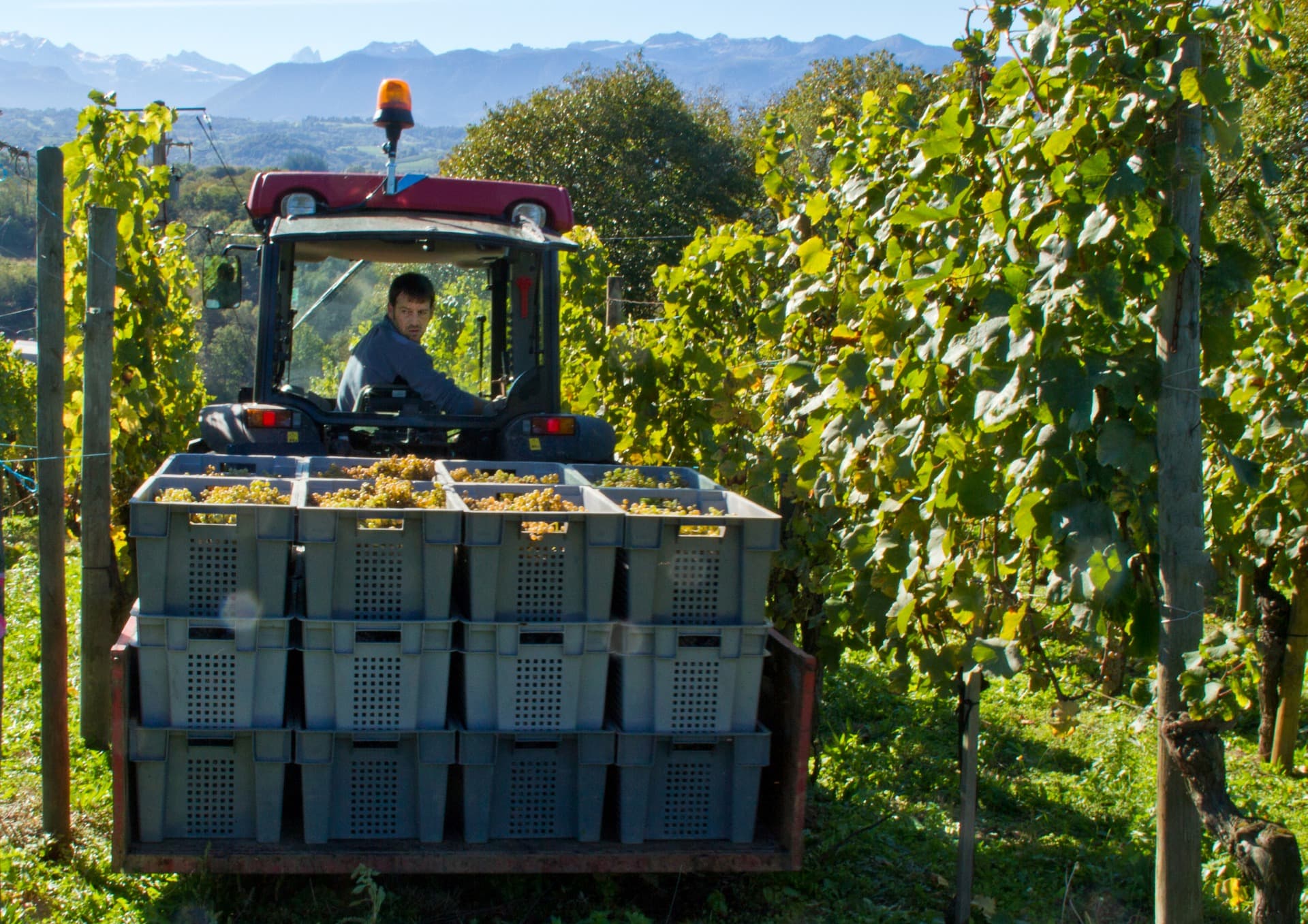 Vendanges au Domaine Coustarret à Lasseube