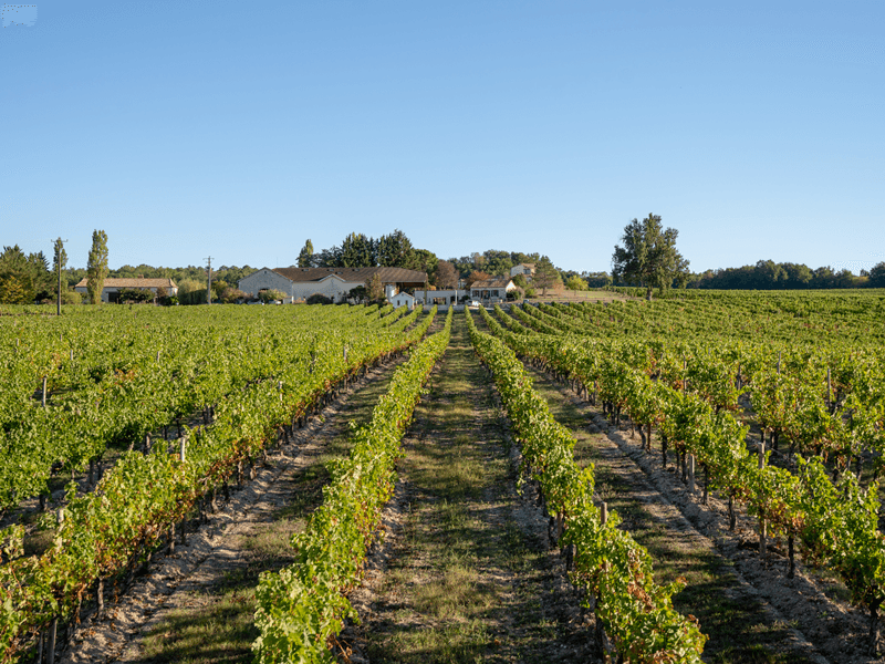 Domaine Grand Mayne 2024 (14)
