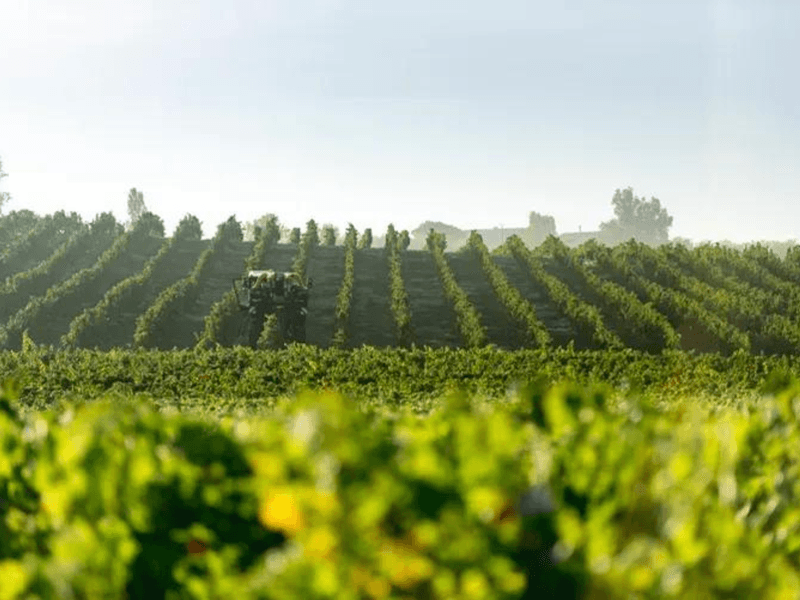 Domaine Grand Mayne 2024 (9)