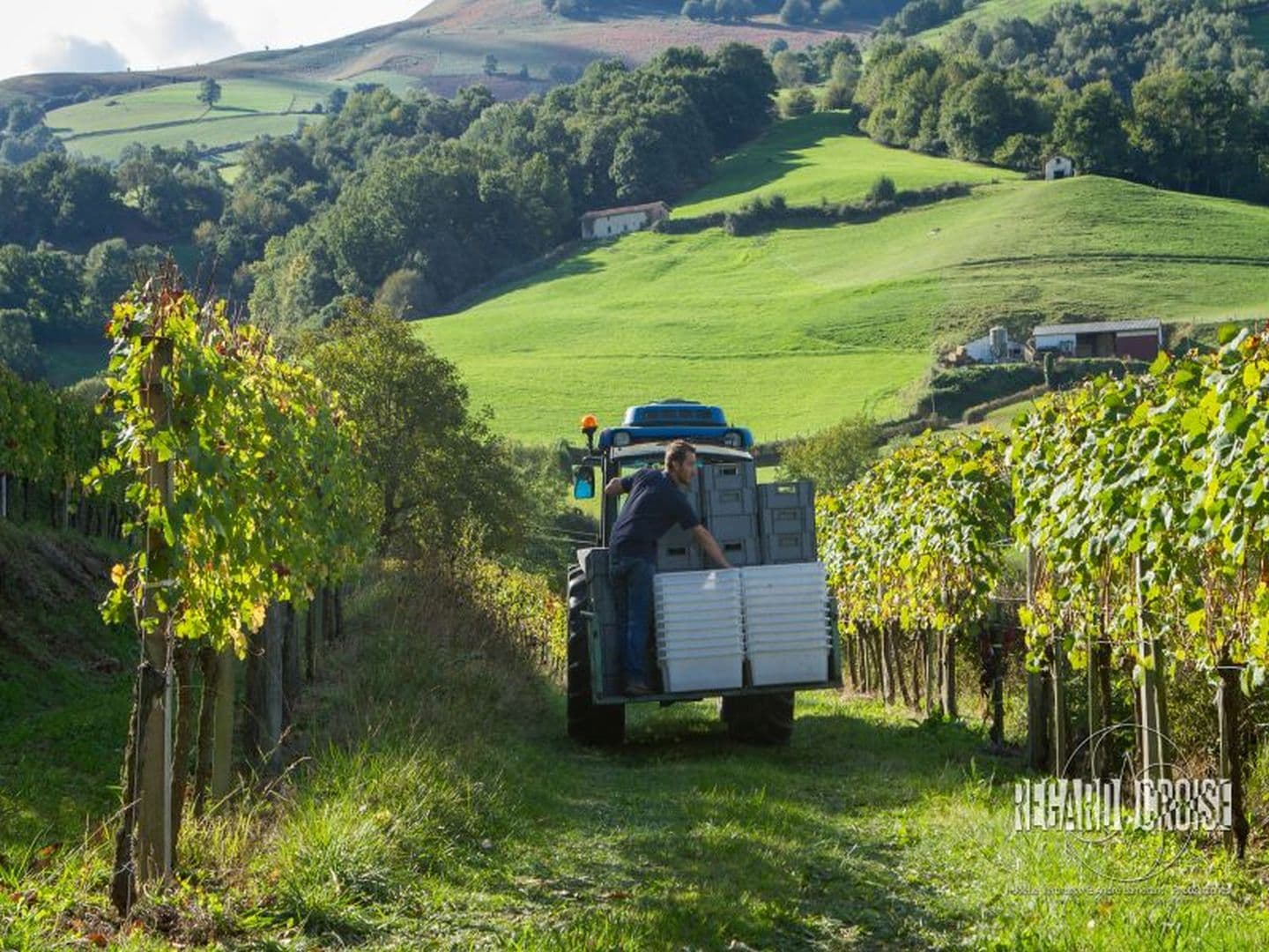 Domaine-Gutizia----vue-vignes