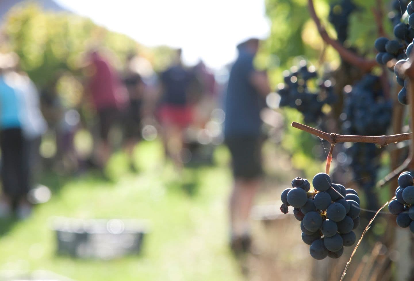 Domaine Gutizia - vendanges - Saint Etienne de Baïgorry