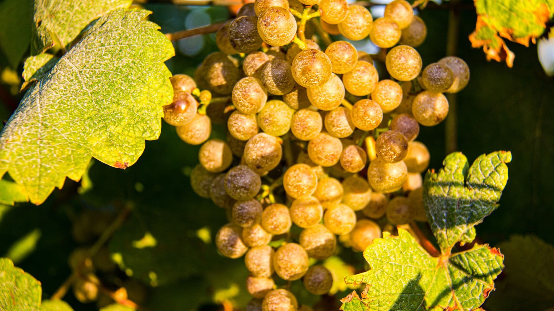 Domaine Montaut - Raisins1