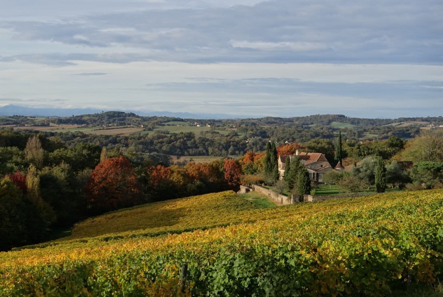 Domaine viticole