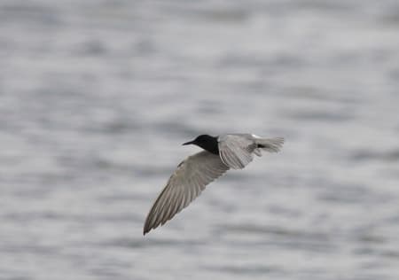 En migration, la guifette noire fréquente le lac