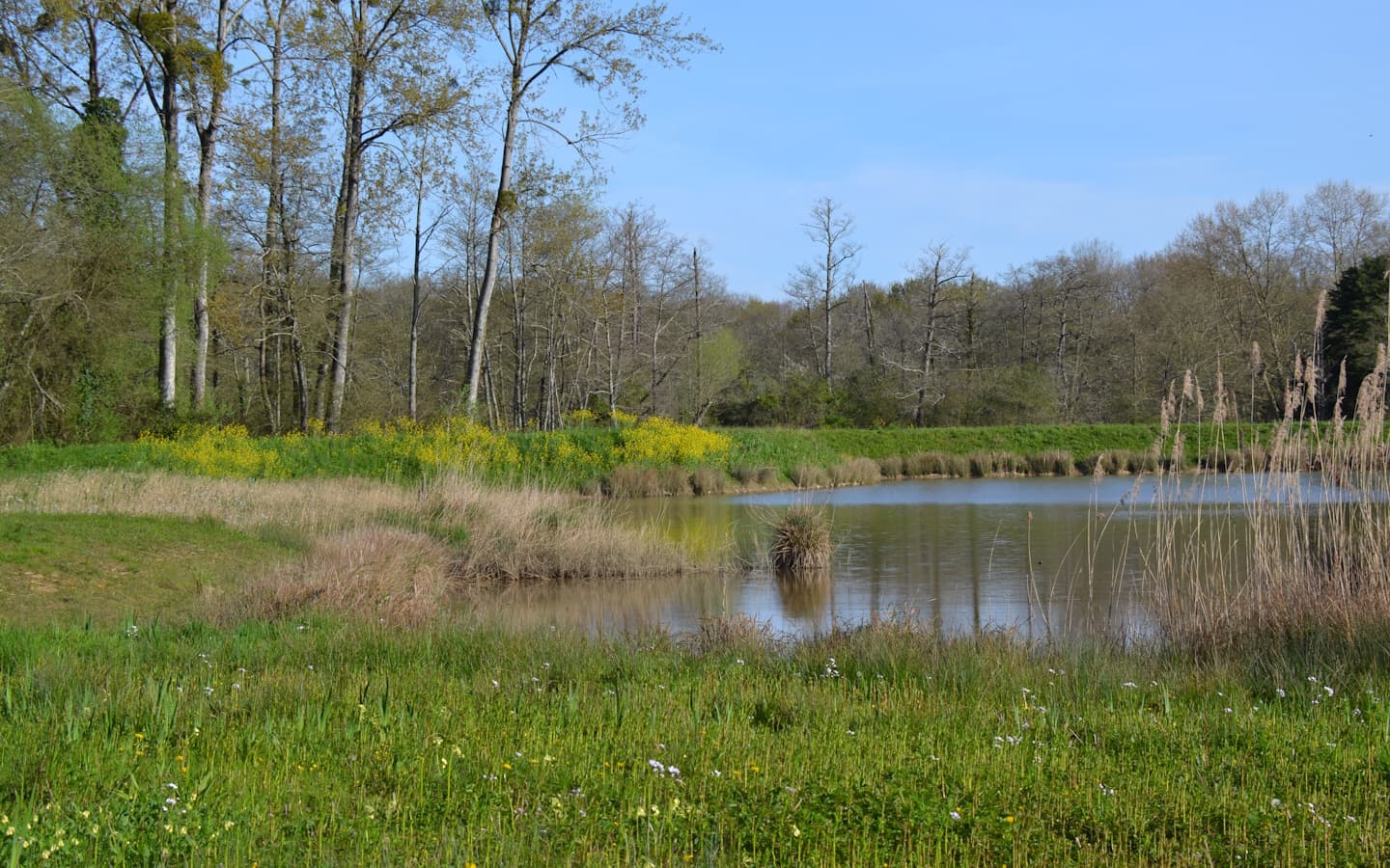 Etang_3003 (2) 1440x900