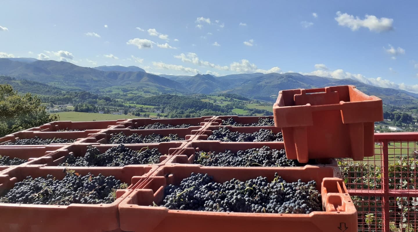 Vendanges