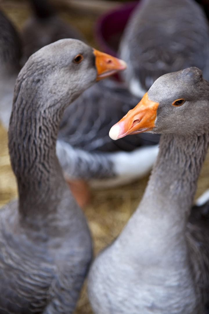 FOIE GRAS GROLIÈRE