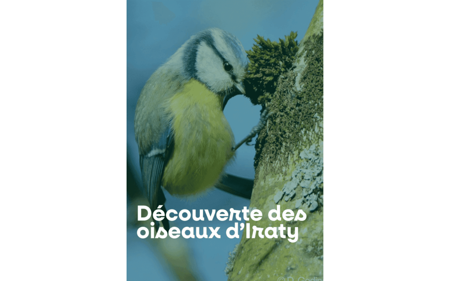OISEAUX