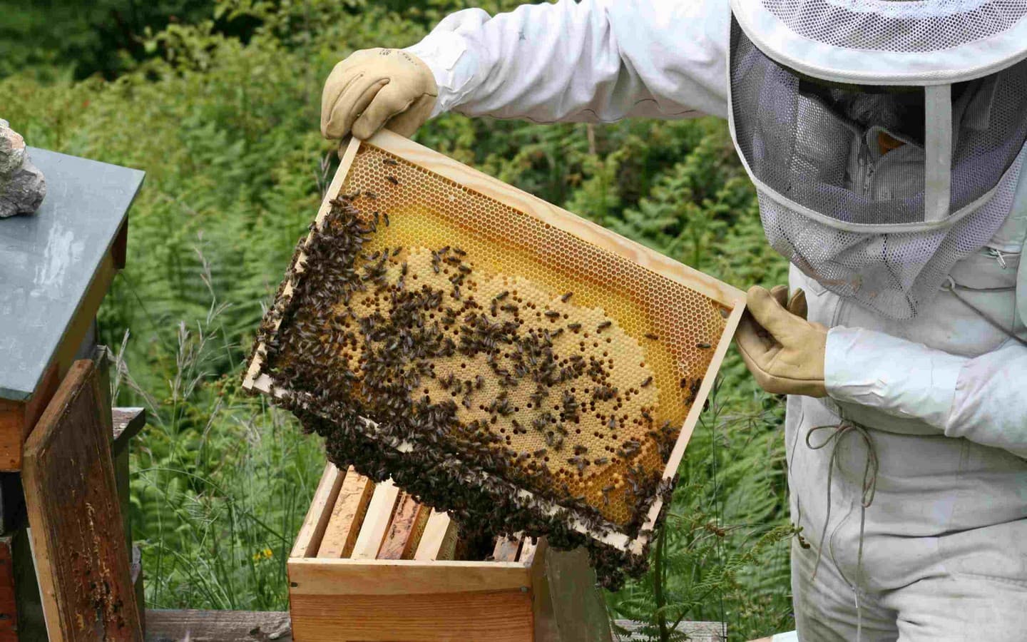 Visites "Abeilles et Délices" à Cambo-les-Bains Pays basque
