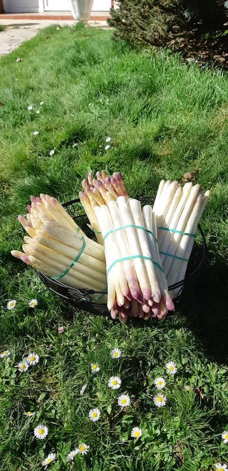 Asperges - Ferme Comet-Tournier