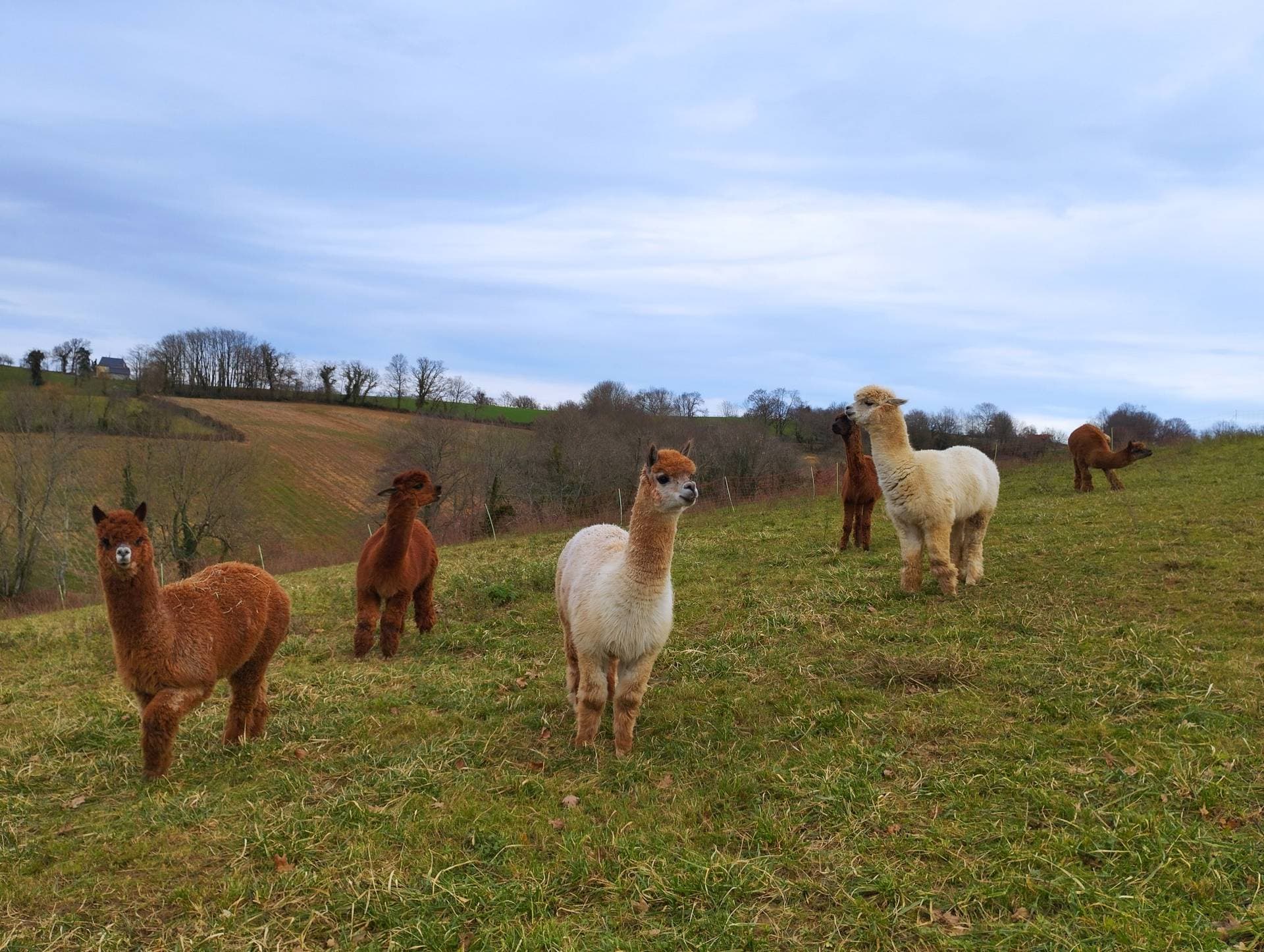 Ferme Pakucha - Petits Alpagas1