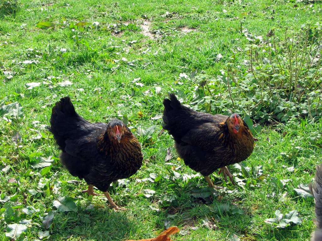 La Ferme de Beyssin_5
