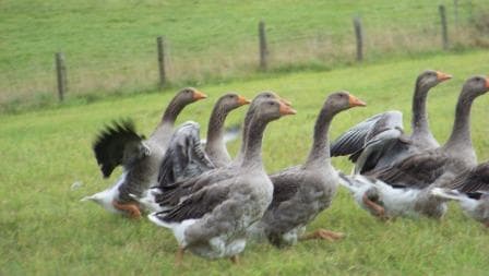Ferme de Lanneplan : oies