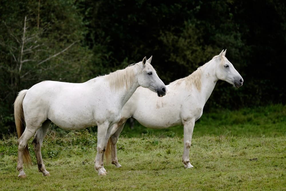 FermeEquestreDuMialaret-Camps_chevaux_4