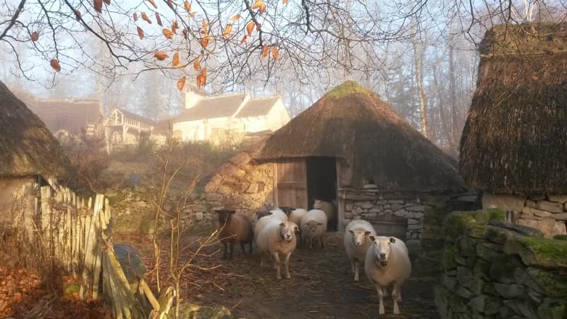 FermeMoyenAge_Mouton_10