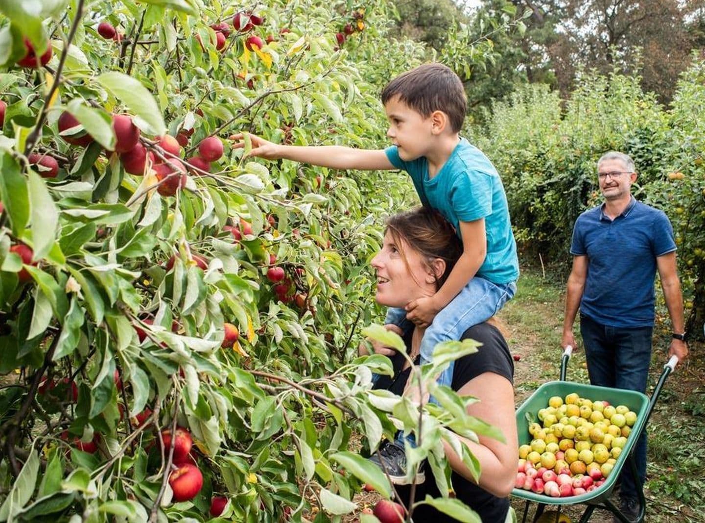 Fête de la pomme cueillette