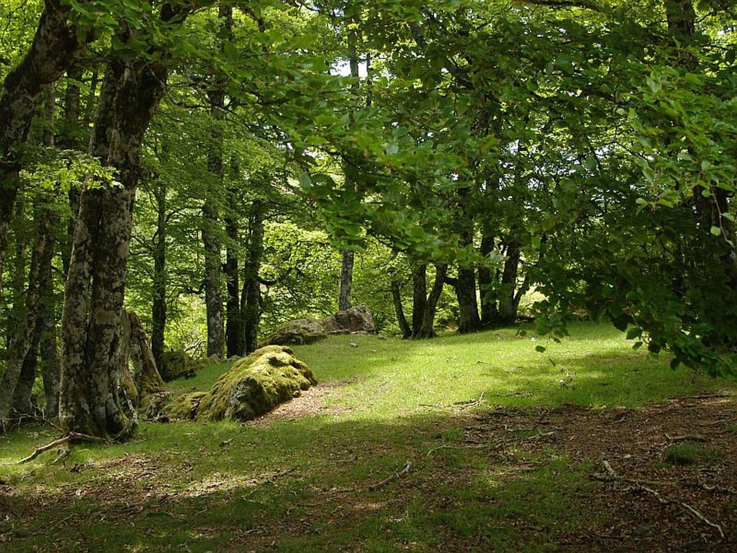 Forêt d'Iraty - Daniel Hargain - Mendive