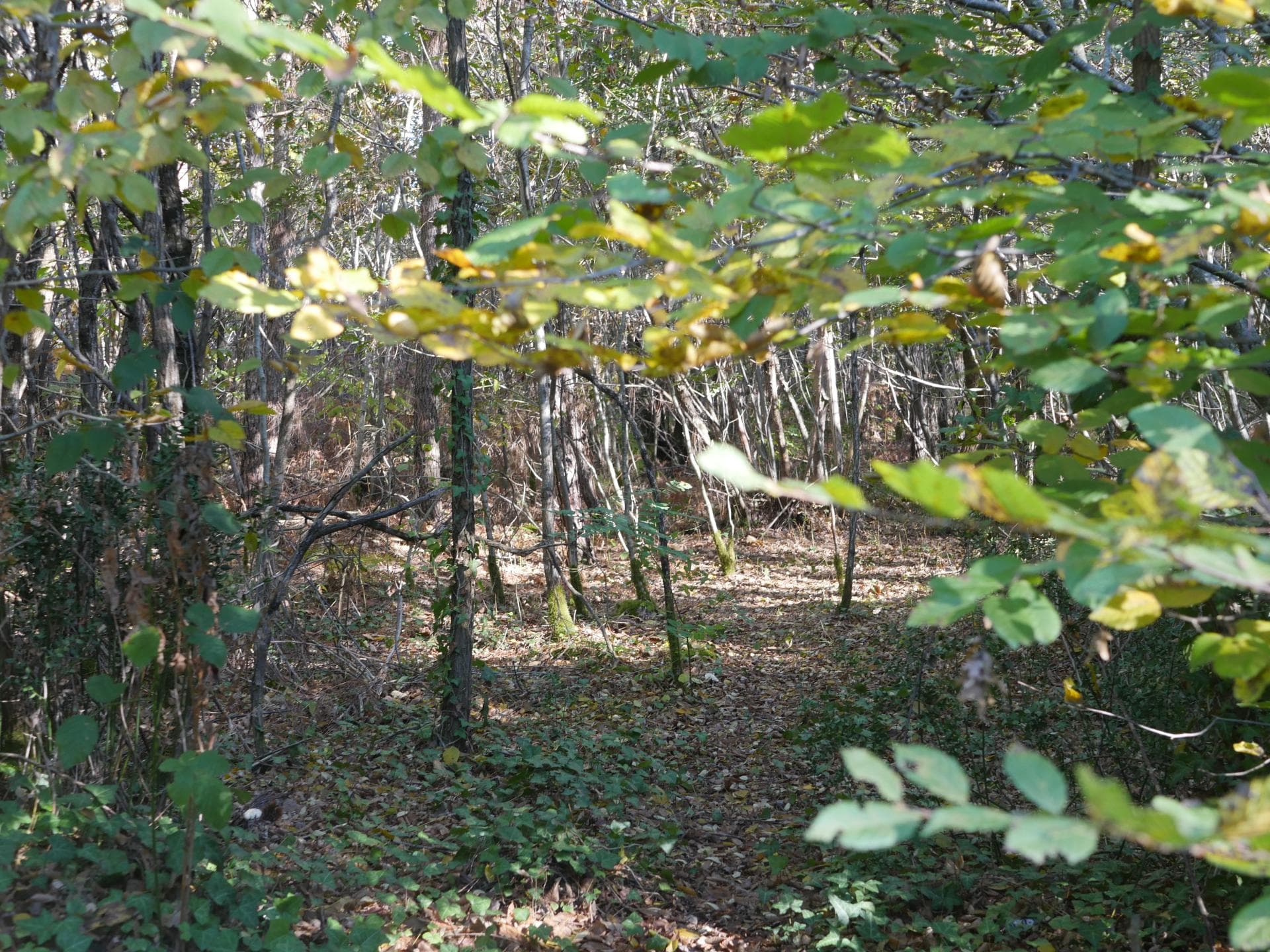 Forêt du Taillan-Medoc © Sara Soulignac (34)